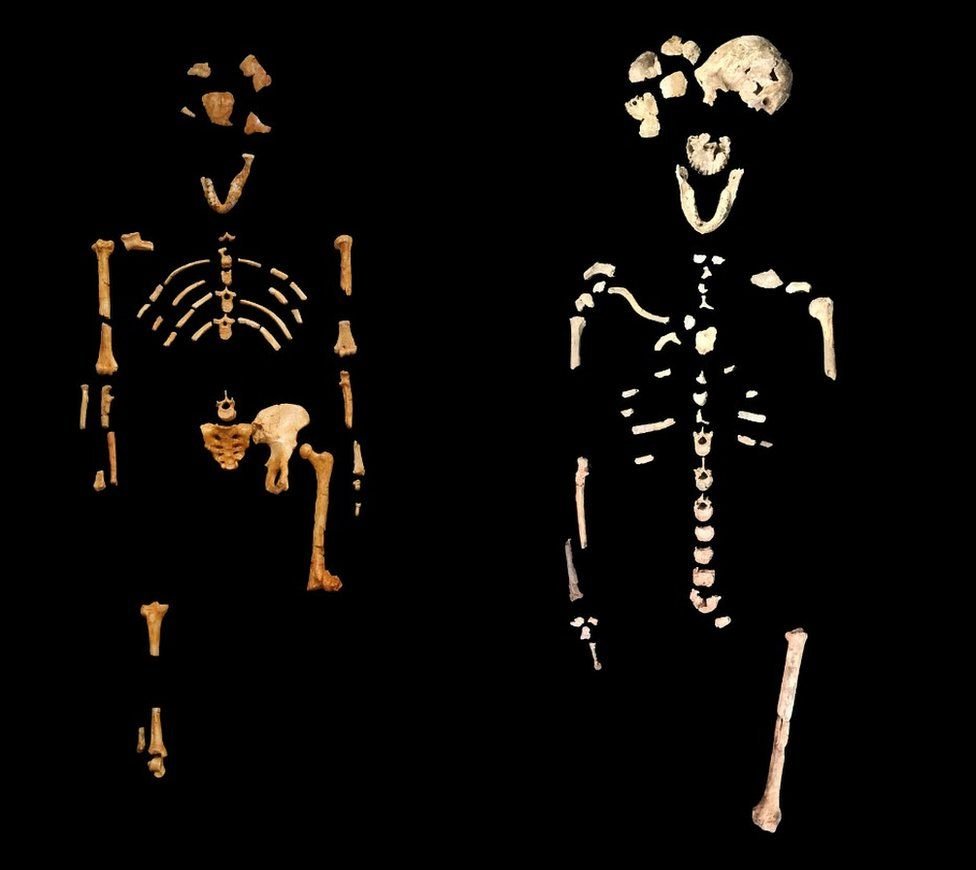 El esqueleto de Neo (derecha) está más completo incluso que el del famoso esqueleto de Lucy de Etiopía (izquierda). Esqueleto de Neo (derecha) y esqueleto de Lucy de Etiopía (izquierda).