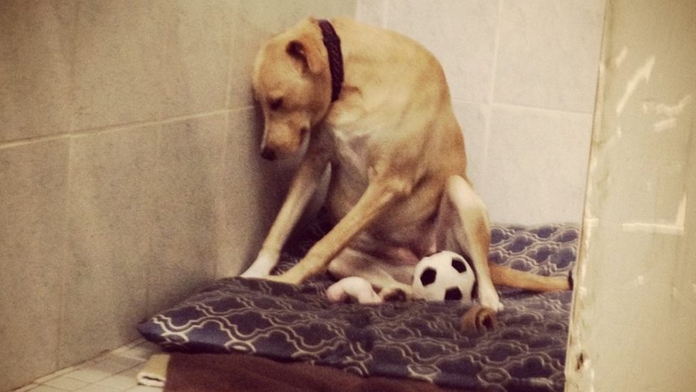 Lana, the world's 'saddest dog', needs another home - BBC News