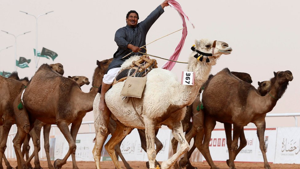 Camels Banned From Saudi Beauty Contest Over Botox Bbc News