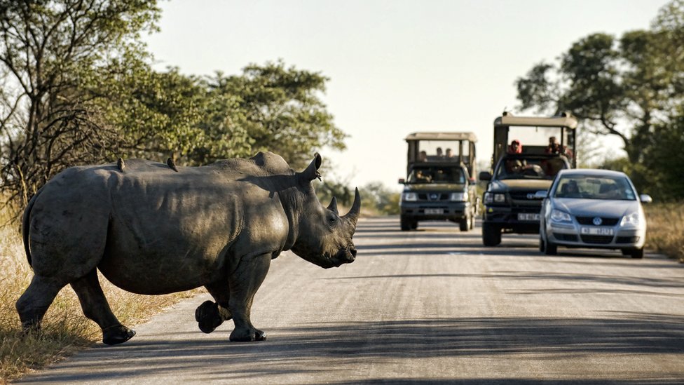 Носорог пересекает дорогу в национальном парке Крюгера, Южная Африка, 13 июня 2010 г.
