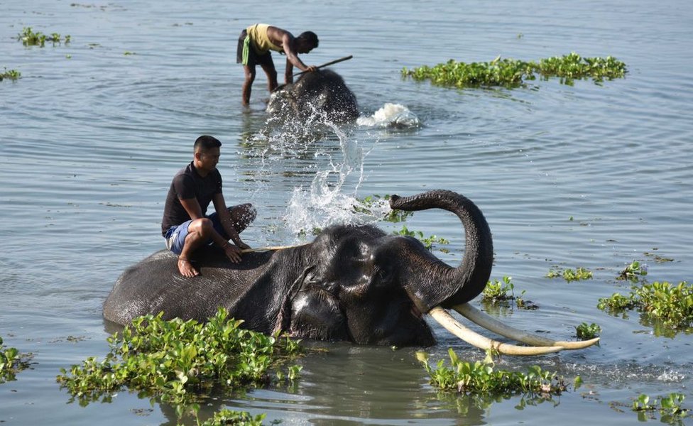 Махаут купает слона в озере в заповеднике дикой природы Побитора жарким летним днем ??5 июня 2018 года в районе Моригаон, Ассам, Индия.