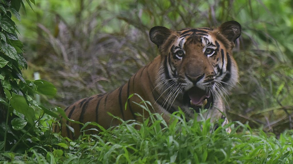 Saving India's tigers from extinction