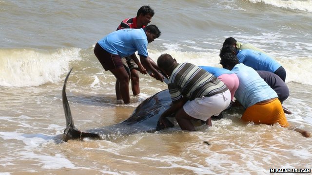 Locals try to push a whale back into the sea near Tuticorin