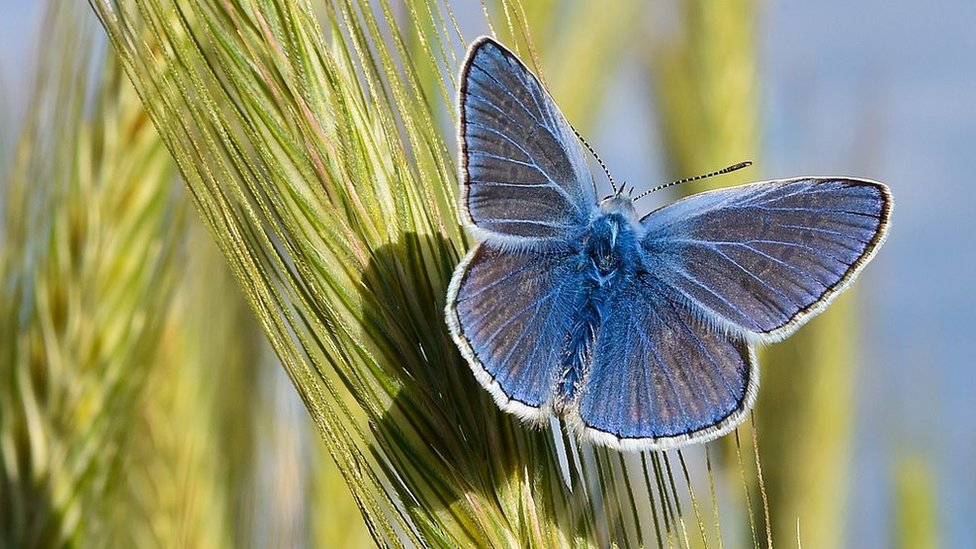 Блакитний метелик (polyommatus icarus)