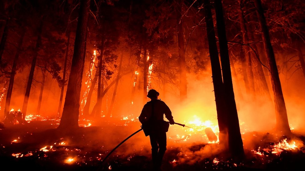 California fires: Blankets wrapped around world's biggest trees