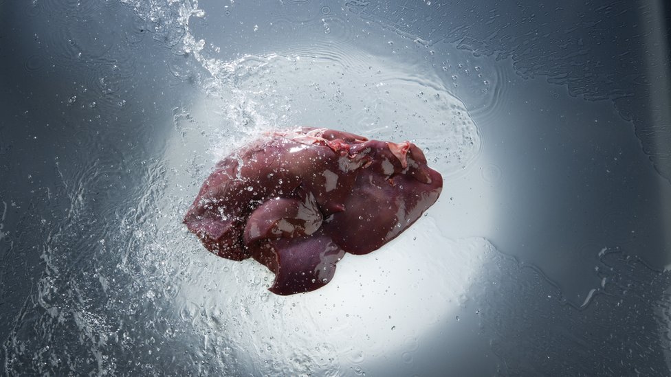 Fígado com cor e anatomia reais, envolto em água