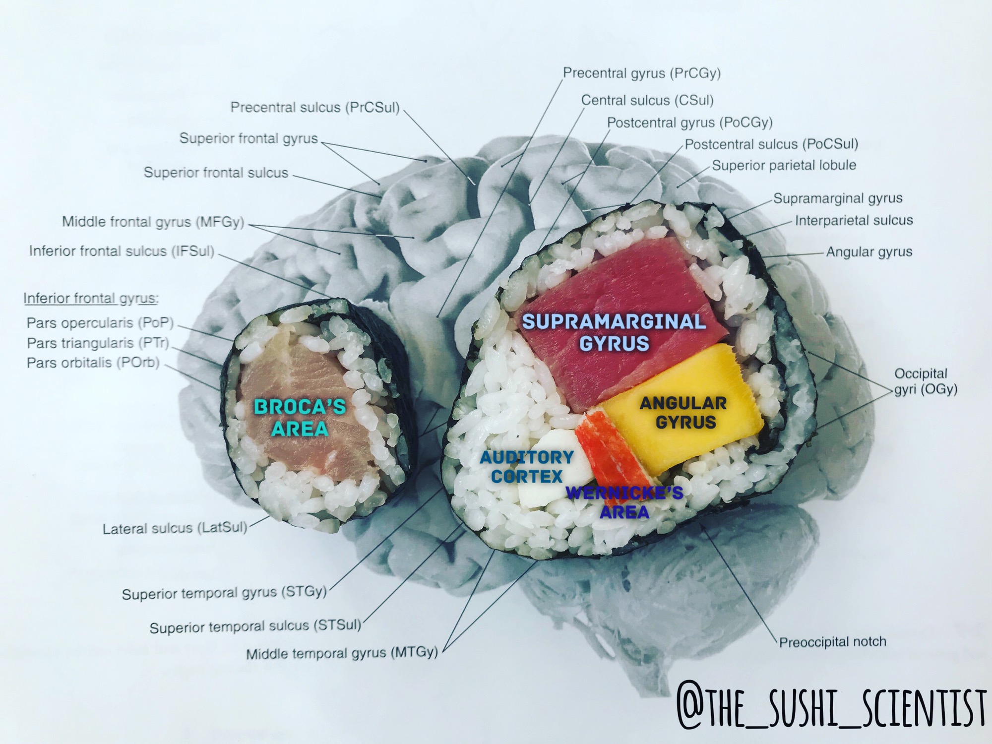 Ilustración del cerebro hecha con sushi