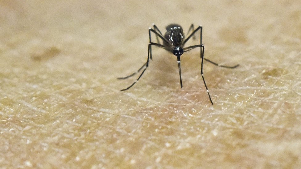 На этой файловой фотографии изображен комар Aedes Aegypti на коже человека в лаборатории Международного учебного центра медицинских исследований (CIDEIM) в Кали, Колумбия.