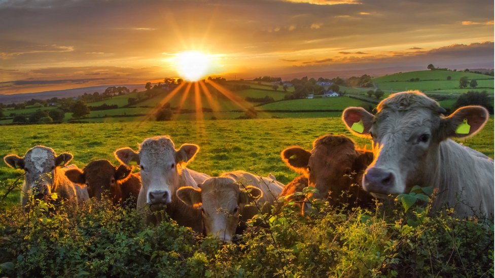 Azot krizi: Hollanda çiftlik hayvanlarının sayısını yüzde 30 azaltmayı planlıyor
