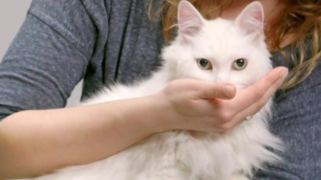 A cat being fed from a person's hand