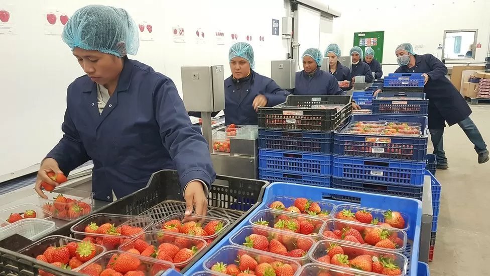 Para pekerja mengepak strawberi.
