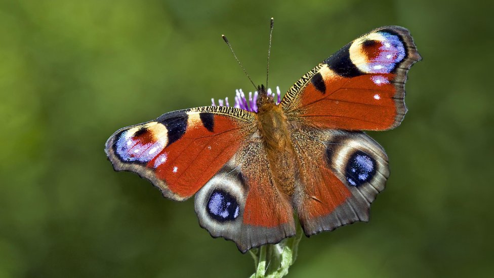 Big Butterfly Count: Which common UK species to look for - BBC News