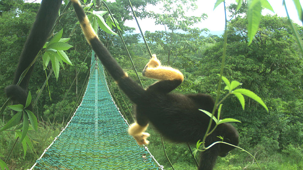 Mono aullador con parte de la cola y las patas amarillas