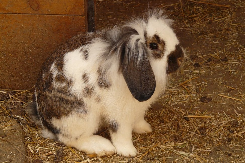 Кролик с вислоухими ушами