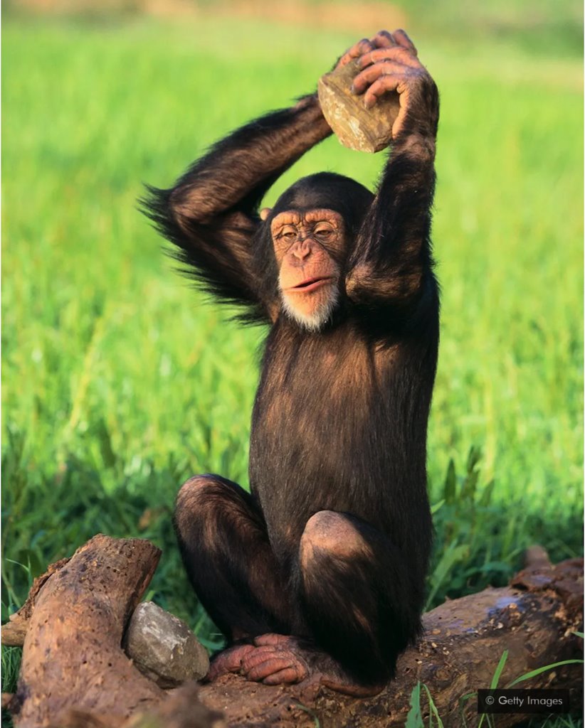 šimpanza