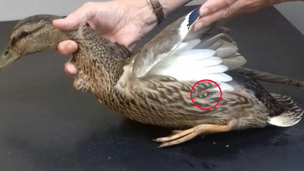 Утка, которую нашли с арбалетной стрелой, пронзившей ее тело в Боннибридже.