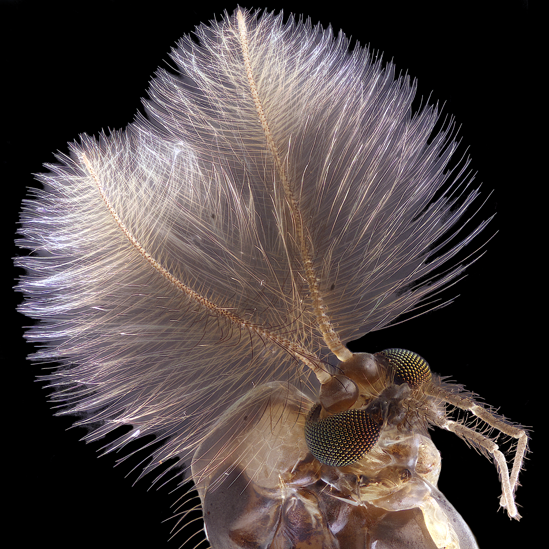 Mosquito macho Mosquito macho