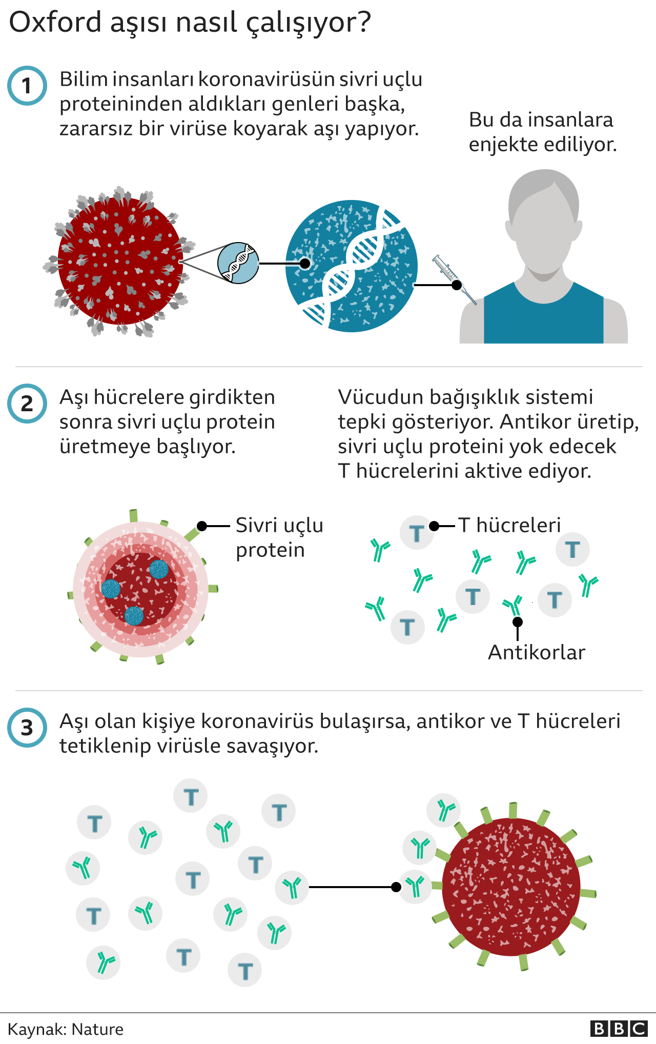 aşı grafiği