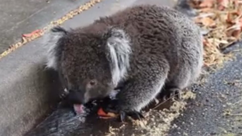 Koala beats heat with drink from drain in Adelaide - BBC News