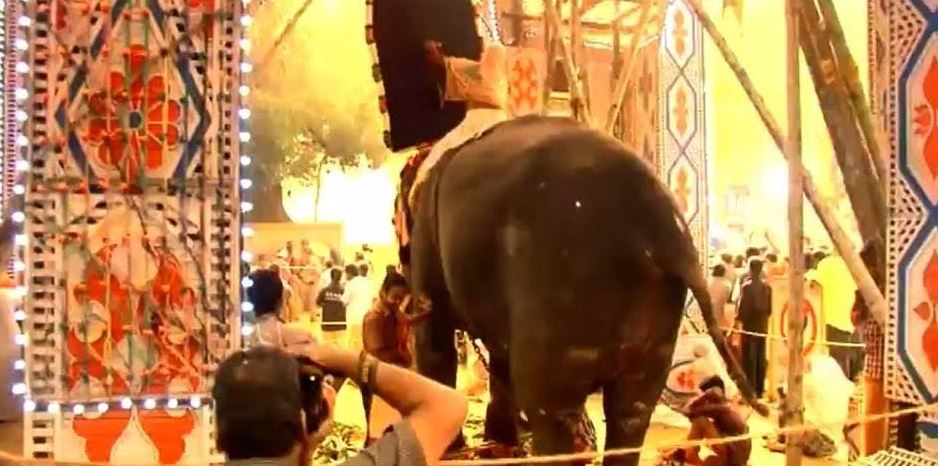 An elephant forced to stand amid a firework display