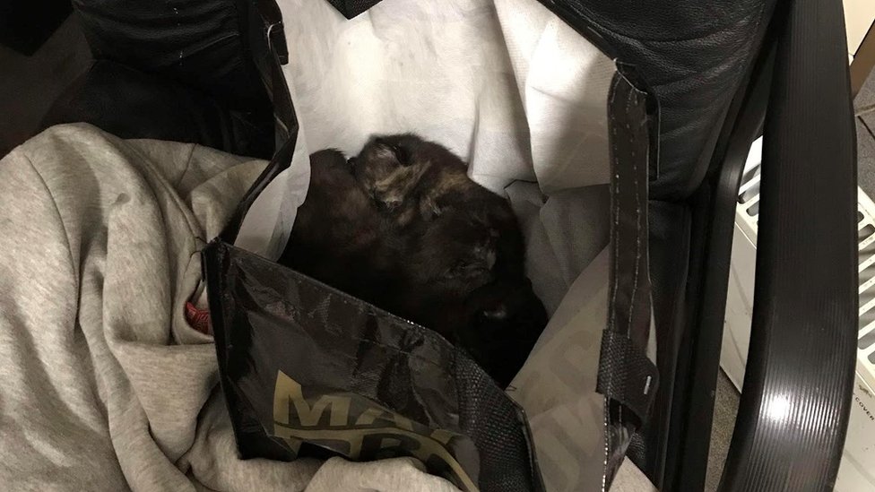Котята в сумке