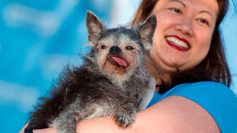 Miriam Tcheng con su grifón de Bruselas llamado Moe, que terminó segundo en la competencia. Miriam Tcheng con su grifón de Bruselas llamado Moe, que terminó segundo en la competencia.