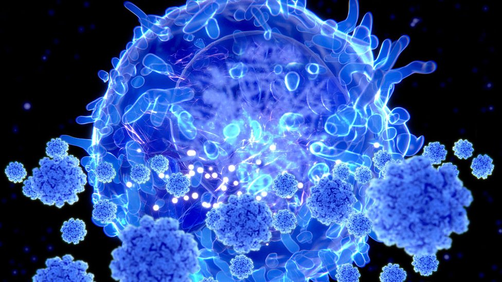 Imagem de uma célula T atacando um coronavírus