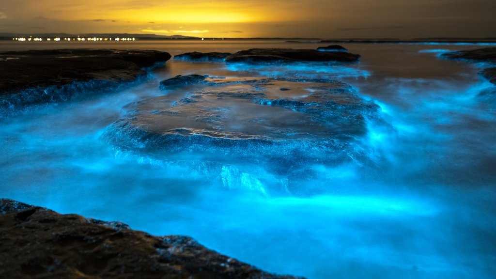 Bioluminiscencia en el mar
