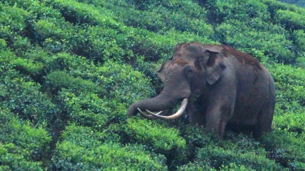 Padayappa: The friendly India elephant whose fame is a curse - BBC News