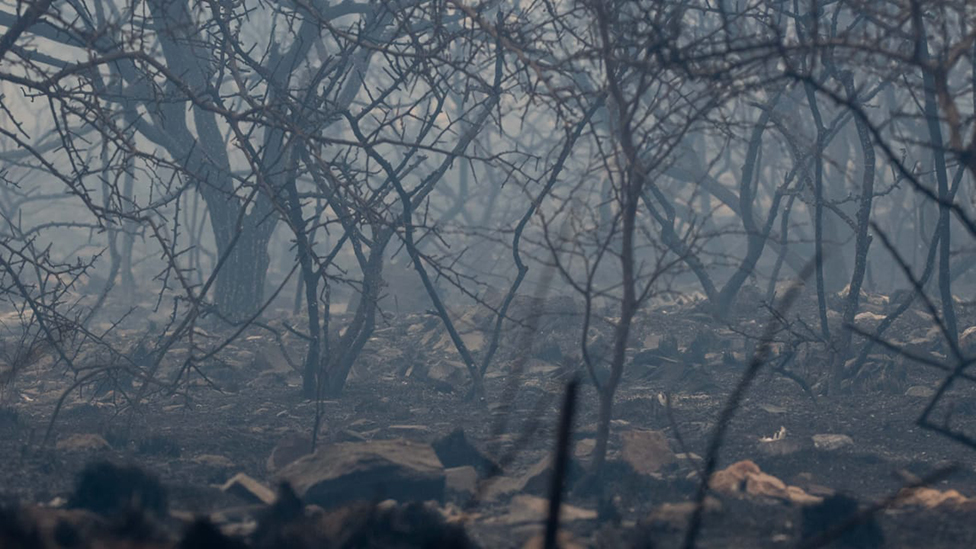 Un bosque quemado en Córdoba