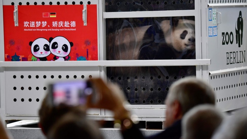 Люди фотографируют панду в транспортном ящике во время пресс-конференции в аэропорту Шенефельд недалеко от Берлина после прибытия двух панд из Китая, 24 июня 2017 г.