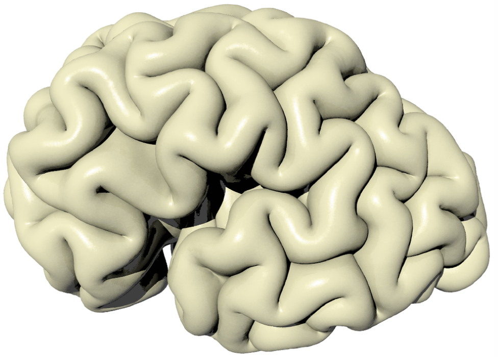 симулированный мозг взрослого человека
