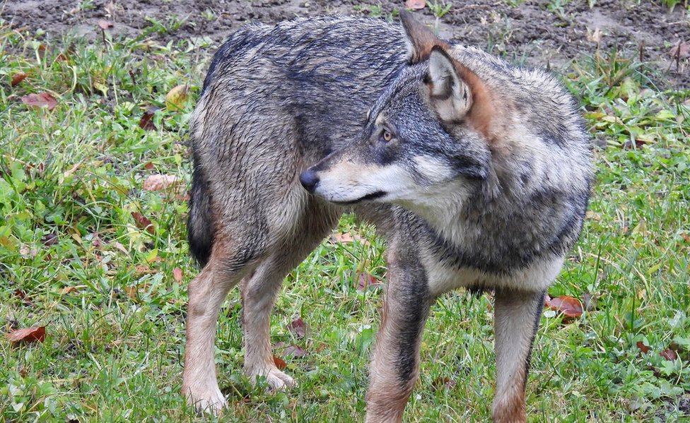Wolf pictured in Zeglingen area of Basel - picture courtesy of Basel Landschaft