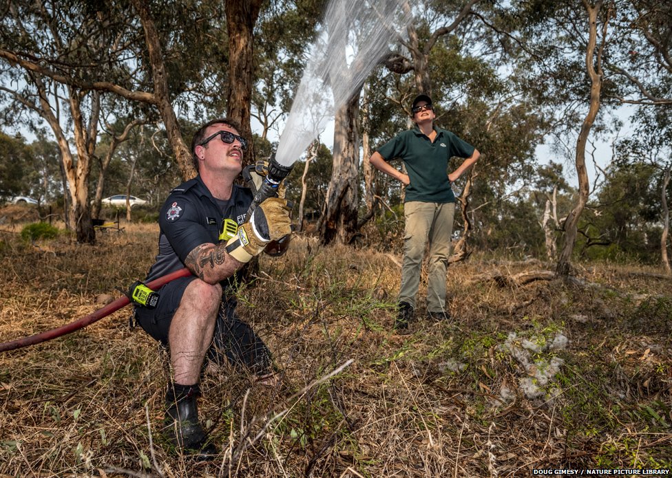 Пожарный из Metropolitan Fire Brigade Мельбурна распыляет воду, чтобы охладить колонии летучих лисиц