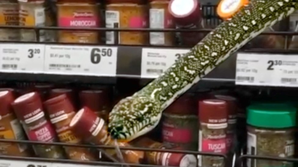 Snake slithers out of spice shelves at Sydney supermarket