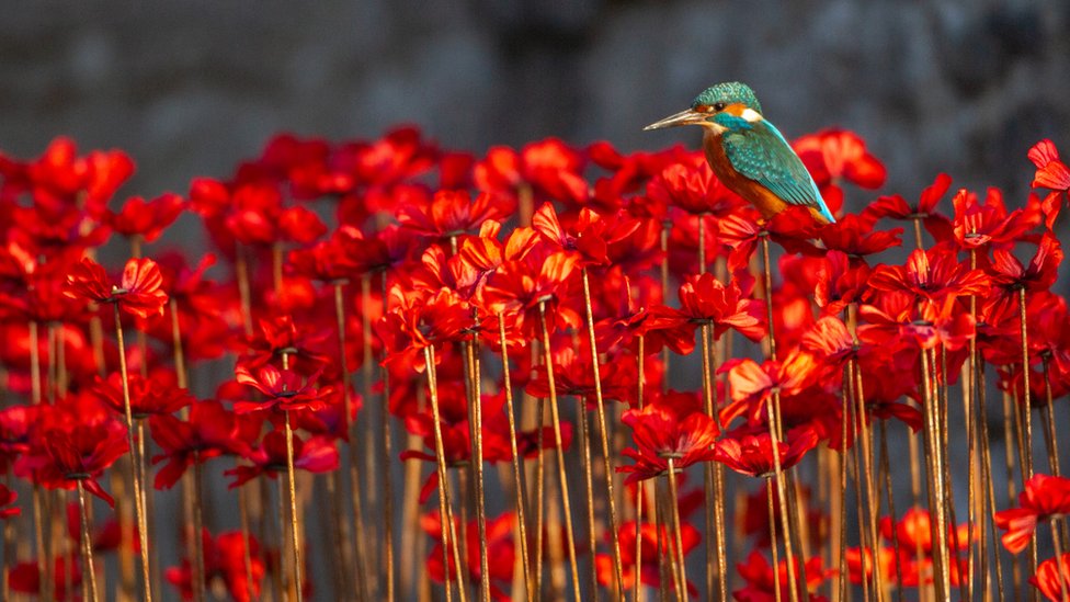 Зимородок сидит в поле цветов