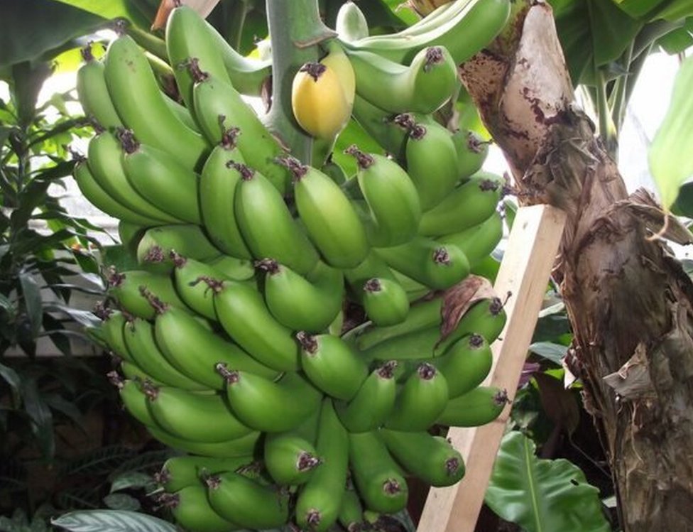 The Imminent Death Of The Cavendish Banana And Why It Affects Us All Bbc News