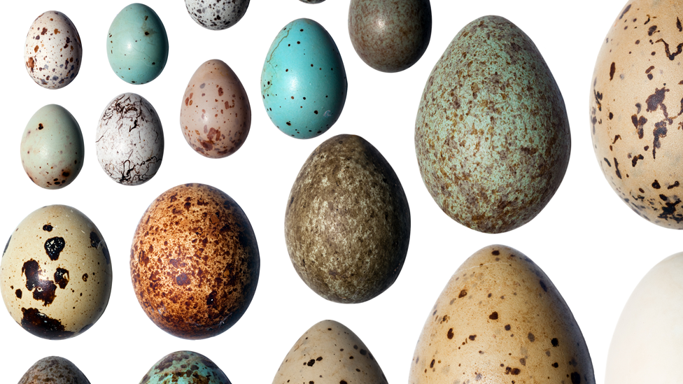 Huevos de diferentes colores