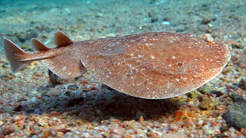 Se "aplicaba" un pez directamente en la frente del paciente. Pez