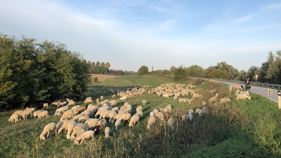 Ovejas en un campo.