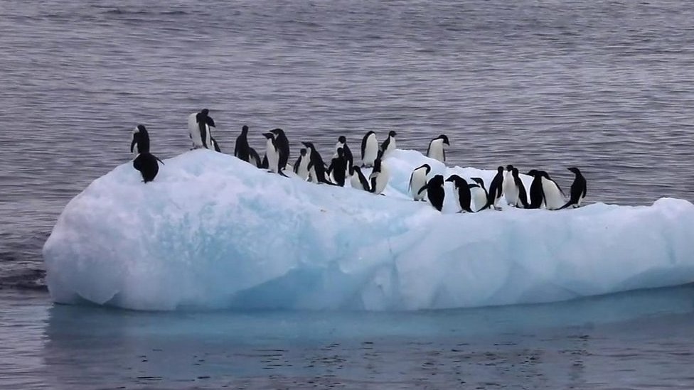 Antarctica: Your questions answered - CBBC Newsround