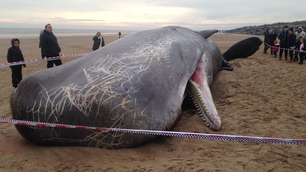 Sperm whale deaths: Fifth whale washes up in Lincolnshire - BBC News