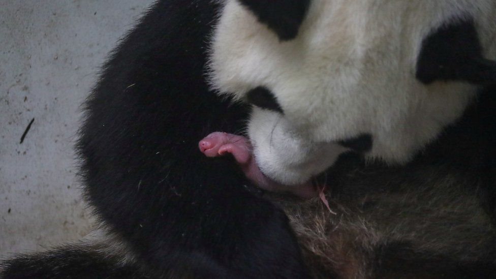 panda, belgia