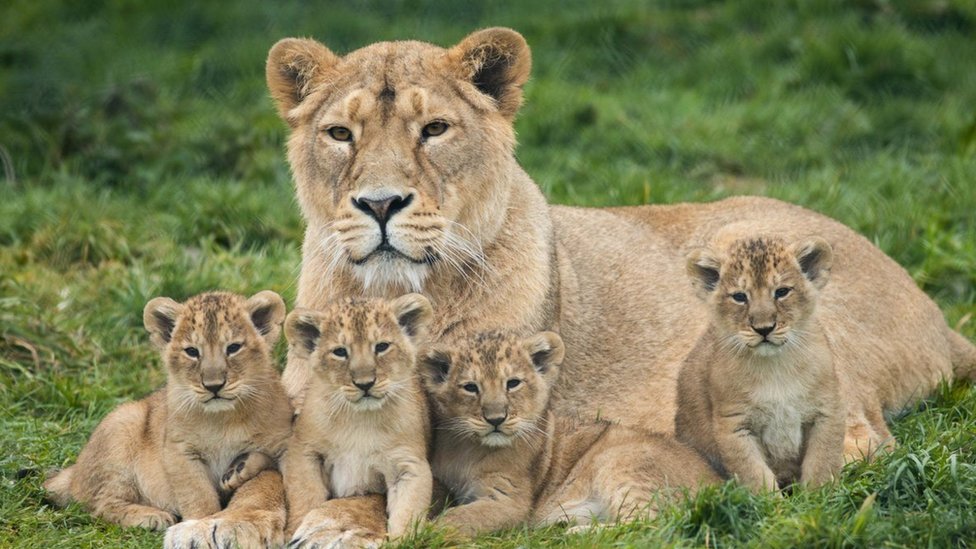 What names would you give to these lion cubs? - BBC Newsround