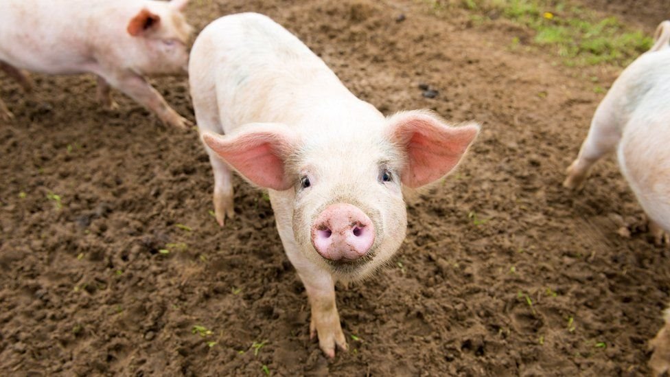 科學家之所以選擇豬是因為其器官大小與人體相似