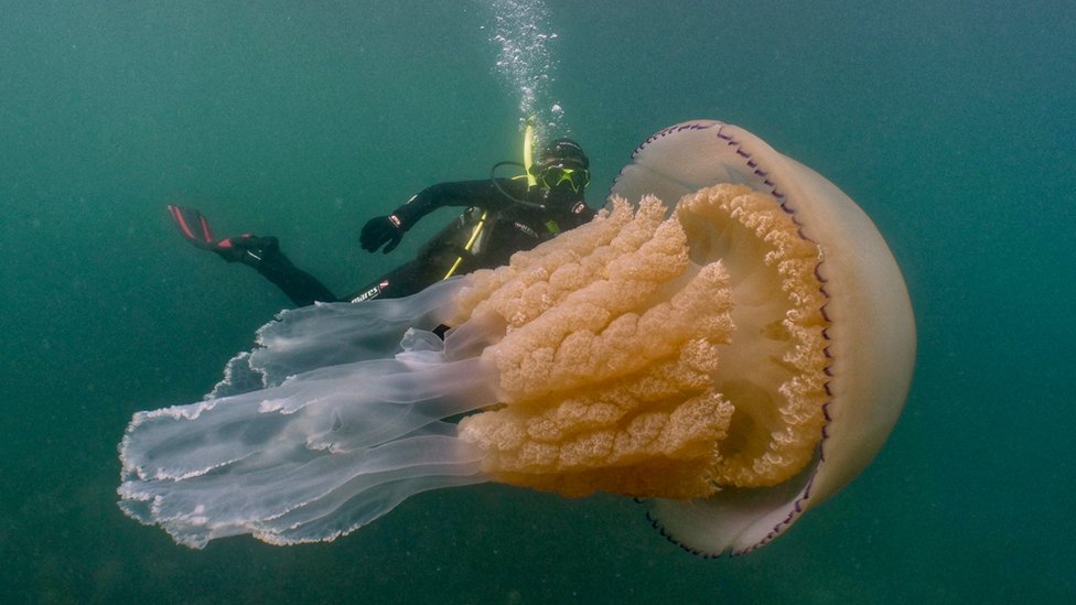 Медузы и аквалангист