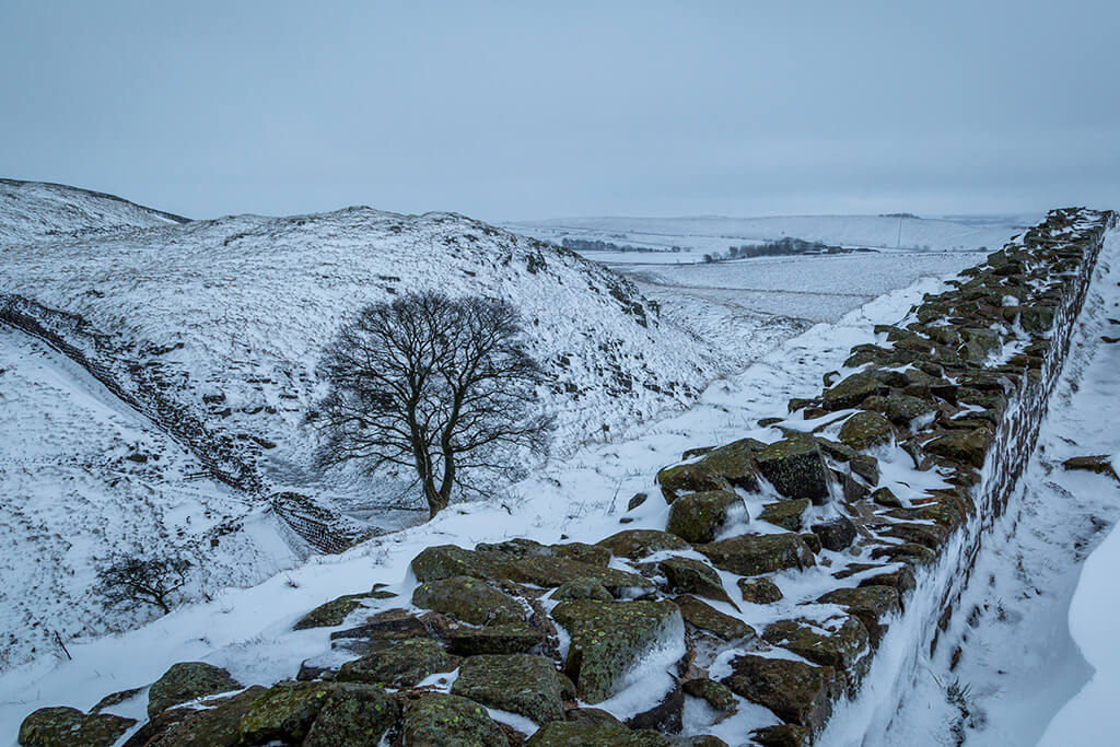 The tree at Sycamore Gap in winter