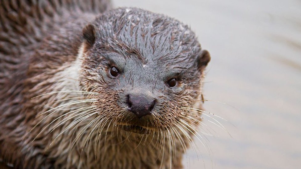 Otter killed in illegal crayfish net in Dalry - BBC News