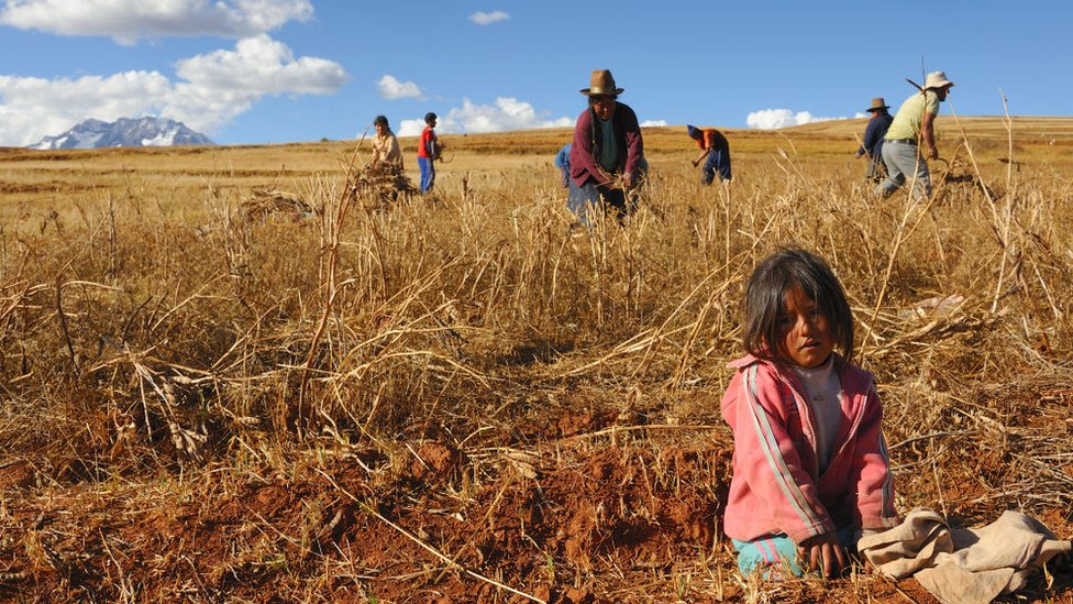Peasants working wheat in Peru.