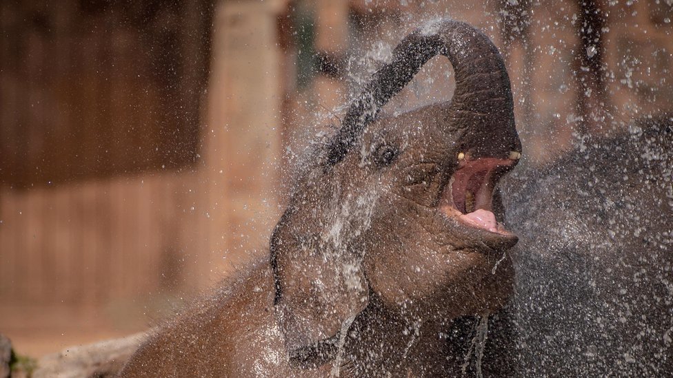 слон играет с водой